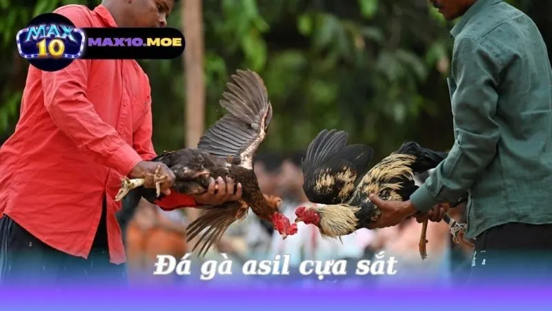 Đá gà asil cựa sắt - Khám Phá Thế Giới Của Những Chiến Binh 1 da-ga-asil-cua-sat