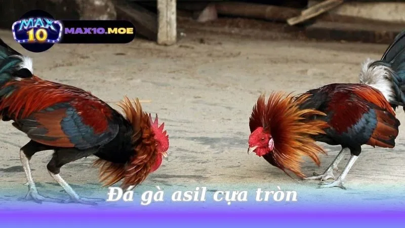 Đá Gà Asil Cựa Tròn - Khám Phá Thế Giới Đầy Kích Thích 1 da-ga-asil-cua-tron
