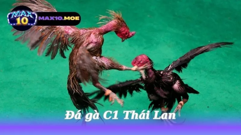 Đá gà C1 Thái Lan - Khám Phá Thế Giới Kịch Tính Của Đấu Gà 1 da-ga-c1-thai-lan