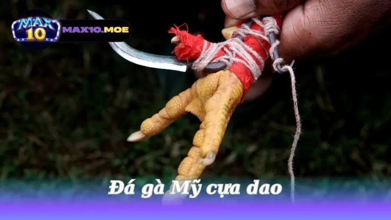 da-ga-my-cua-dao